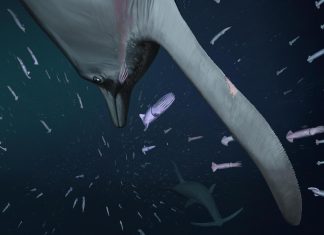 زاحف بحري احترف الصيد في الظلام قبل 183 مليون سنة زاحف بحري احترف الصيد في الظلام قبل 183 مليون سنة