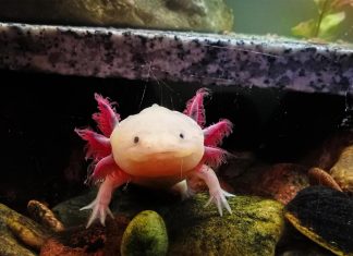 سمندل الماء يجدد ذراعه بعد البتر والعلماء يفسرون سمندل الماء يجدد ذراعه بعد البتر والعلماء يفسرون