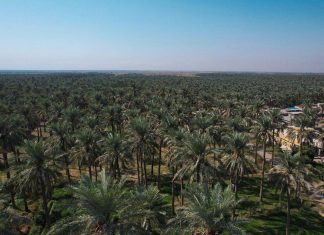 سعف النخيل والزيت المستعمل: ثورة الطاقة بالعراق سعف النخيل والزيت المستعمل: ثورة الطاقة بالعراق