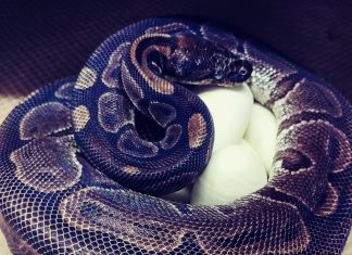 علماء يكتشفون كيف يهضم ثعبان الأصلة عظام فرائسه علماء يكتشفون كيف يهضم ثعبان الأصلة عظام فرائسه