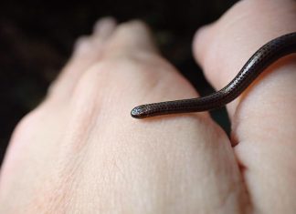 بطول 10 سنتيمترات.. أصغر أفعى على الأرض تعود من عالم النسيان بطول 10 سنتيمترات.. أصغر أفعى على الأرض تعود من عالم النسيان