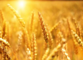 عبر “أصدقاء التربة”.. علماء ينتجون قمحا غنيا بالحديد والزنك عبر "أصدقاء التربة".. علماء ينتجون قمحا غنيا بالحديد والزنك