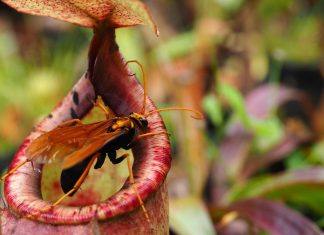 أفخاخ قاتلة.. كيف تخدع النباتات آكلة اللحوم فرائسها؟ أفخاخ قاتلة.. كيف تخدع النباتات آكلة اللحوم فرائسها؟