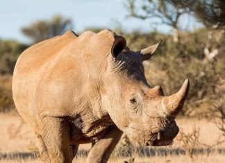 دعوى جنائية بسبب حيوان نادر الوجود دعوى جنائية بسبب حيوان نادر الوجود