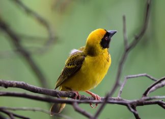 الطيور تمتلك “ثقافة” و”تراثا” تتناقله الأجيال الطيور تمتلك "ثقافة" و"تراثا" تتناقله الأجيال