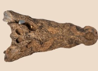 “تمساح السودان”.. اكتشاف نادر على نهر عطبرة عمره 90 ألف سنة "تمساح السودان".. اكتشاف نادر على نهر عطبرة عمره 90 ألف سنة