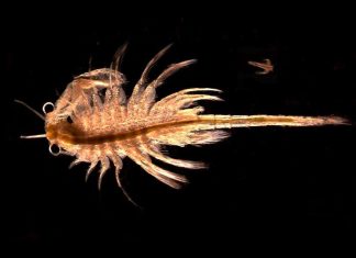 الروبيان الملحي: كائن يمكنه العيش على المريخ! الروبيان الملحي: كائن يمكنه العيش على المريخ!