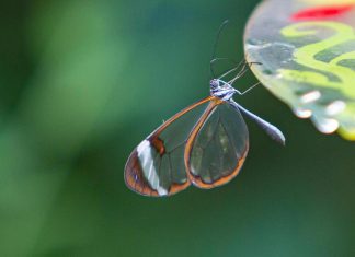اكتشاف 6 أنواع جديدة من “الفراشات الزجاجية” المدهشة اكتشاف 6 أنواع جديدة من "الفراشات الزجاجية" المدهشة