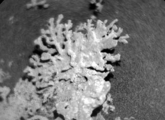 “شعاب مرجانية” على المريخ: قصة صورة مثيرة للمسبار "شعاب مرجانية" على المريخ: قصة صورة مثيرة للمسبار