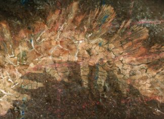 كائن بطول 4 سم يغير فهم تاريخ الحياة على الأرض كائن بطول 4 سم يغير فهم تاريخ الحياة على الأرض