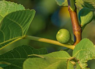 أشجار التين الكينية تحول CO2 إلى “حجارة” أشجار التين الكينية تحول CO2 إلى "حجارة"