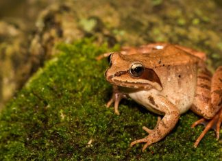 الضفدع الخشبي: قلبه يتوقف شتاءً وينبض ربيعًا الضفدع الخشبي: قلبه يتوقف شتاءً وينبض ربيعًا