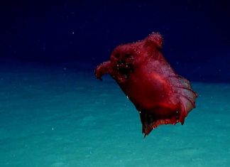 “دجاجة بلا رأس”.. كائن عجيب يحرث قاع البحر بأرجل أنبوبية "دجاجة بلا رأس".. كائن عجيب يحرث قاع البحر بأرجل أنبوبية