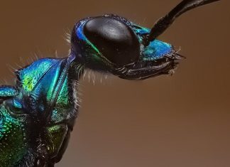 “الدبور الزمردي” يتفوق على أجهزة الاستخبارات "الدبور الزمردي" يتفوق على أجهزة الاستخبارات