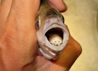 القملة “آكلة اللسان”.. أغرب حالات التطفل في العالم كله القملة "آكلة اللسان".. أغرب حالات التطفل في العالم كله