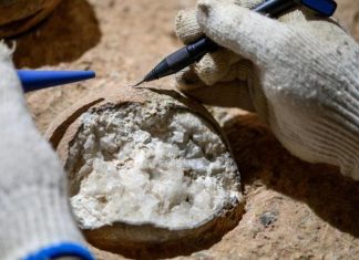 بيضة “صينية” عمرها 85 مليون سنة تكشف أسرار المناخ بيضة "صينية" عمرها 85 مليون سنة تكشف أسرار المناخ