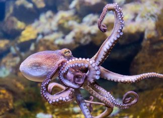 أذرع الأخطبوط تلهم تصميم روبوتات إنقاذ مرنة أذرع الأخطبوط تلهم تصميم روبوتات إنقاذ مرنة