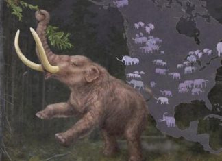 حمض نووي يكشف هجرات عمالقة العصر الجليدي حمض نووي يكشف هجرات عمالقة العصر الجليدي