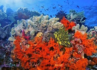 علماء للجزيرة نت: الشعاب المرجانية “ترى” رغم أنها بلا عيون! علماء للجزيرة نت: الشعاب المرجانية "ترى" رغم أنها بلا عيون!