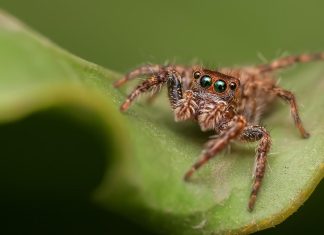 العناكب تستطيع الجري بنفس السرعة حتى بعد فقدان أرجلها! العناكب تستطيع الجري بنفس السرعة حتى بعد فقدان أرجلها!