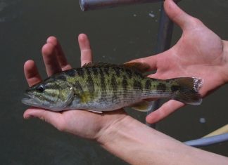 العلماء يكتشفون نوعين جديدين من سمك “القاروص” العلماء يكتشفون نوعين جديدين من سمك "القاروص"
