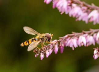 قصة ذبابة “السرفيد” التي تخدم البشر أكثر مما يظنون قصة ذبابة "السرفيد" التي تخدم البشر أكثر مما يظنون