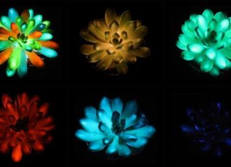 علماء الصين يطورون نباتات مضيئة بشحن شمسي علماء الصين يطورون نباتات مضيئة بشحن شمسي