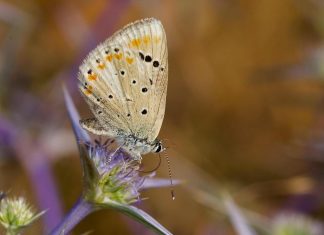 فراشة الأطلس في المغرب: أرشيف وراثي وعلاج للسرطان فراشة الأطلس في المغرب: أرشيف وراثي وعلاج للسرطان