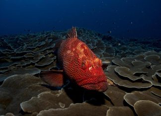 في مياه تونس.. تسجيل طفيلي جديد في سمك “الهامور” في مياه تونس.. تسجيل طفيلي جديد في سمك "الهامور"