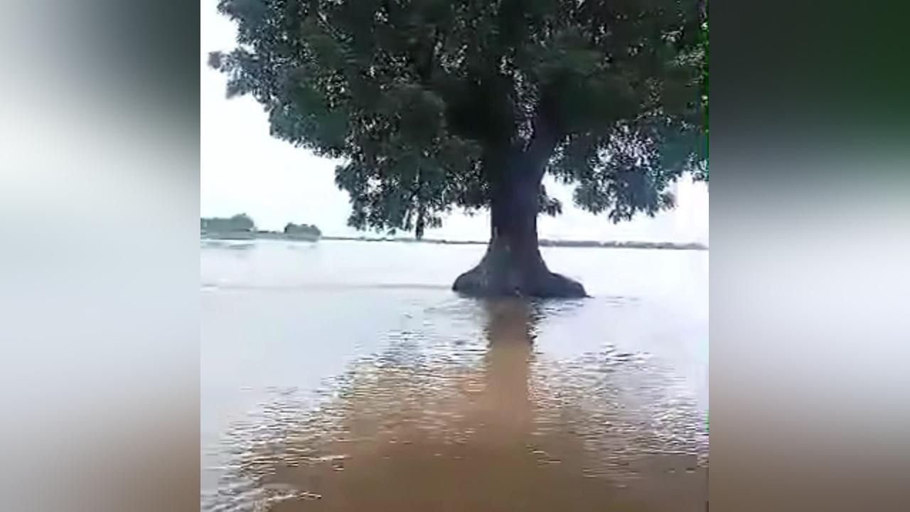 ارتفاع منسوب النيل في السودان: تفاصيل جديدة من الزراعة ارتفاع منسوب النيل في السودان: تفاصيل جديدة من الزراعة