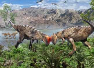 في منغوليا.. اكتشاف أقدم ديناصور برأس قببي في العالم في منغوليا.. اكتشاف أقدم ديناصور برأس قببي في العالم