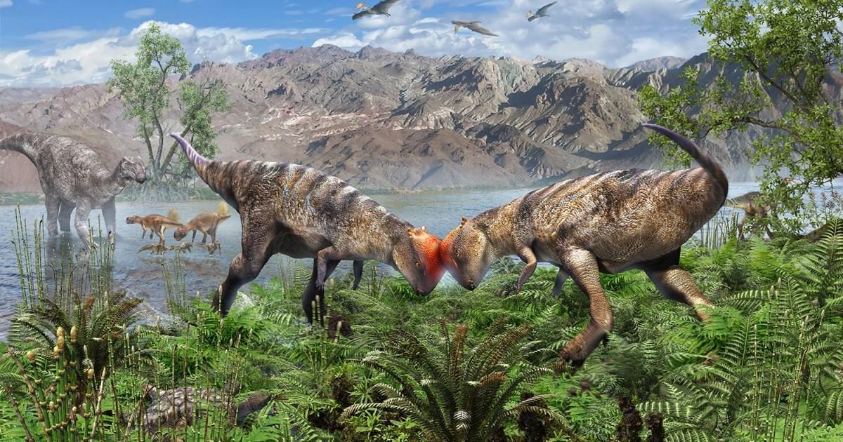 في منغوليا.. اكتشاف أقدم ديناصور برأس قببي في العالم