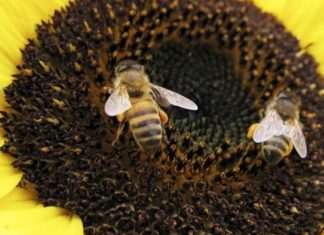 علماء للجزيرة نت: النحل يعرف عن الذكاء الاصطناعي أكثر منّا علماء للجزيرة نت: النحل يعرف عن الذكاء الاصطناعي أكثر منّا