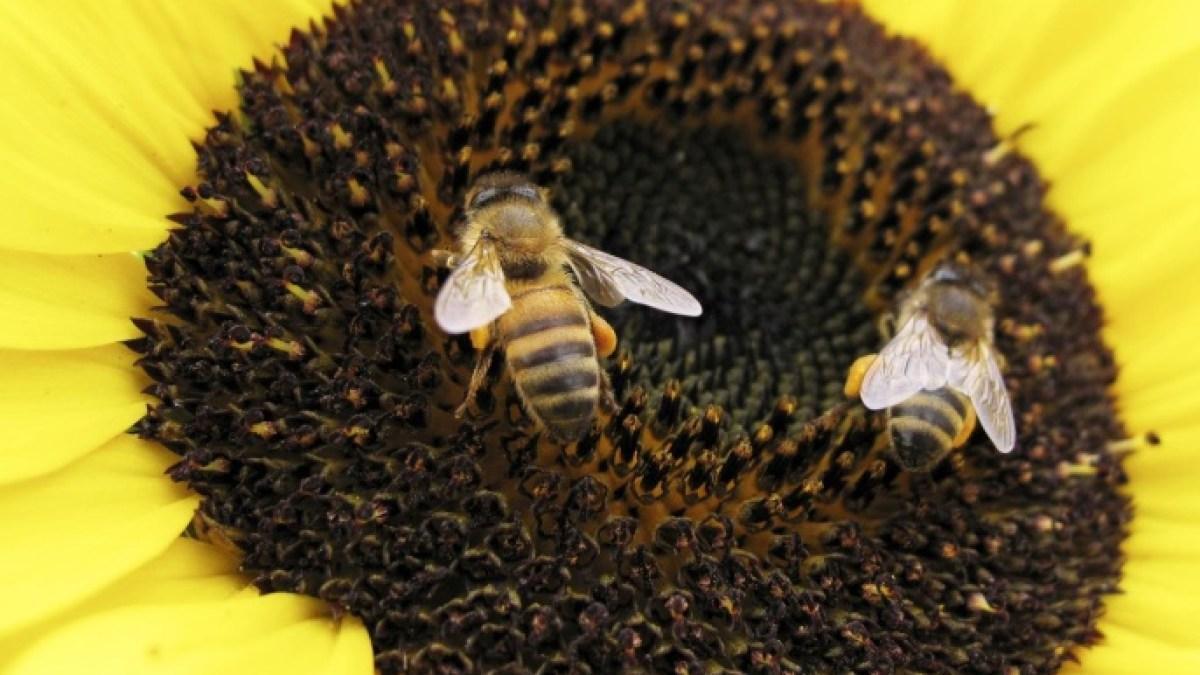 علماء للجزيرة نت: النحل يعرف عن الذكاء الاصطناعي أكثر منّا