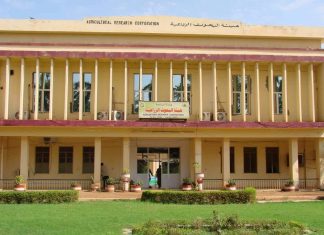 خسائر الزراعة في السودان جراء الحرب 100 مليار دولار خسائر الزراعة في السودان جراء الحرب 100 مليار دولار