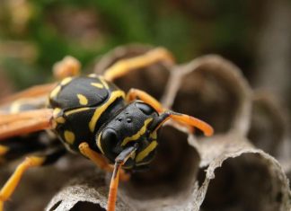 “دبور الجولان” يقتل جندياً إسرائيلياً: تفسير علمي "دبور الجولان" يقتل جندياً إسرائيلياً: تفسير علمي
