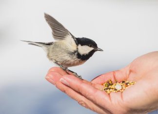 نداء الأنين: لغة إنذار بين الطيور عبر الزمن نداء الأنين: لغة إنذار بين الطيور عبر الزمن