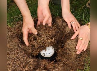 زبادي النمل.. وصفة تركية قديمة تعود للحياة بلمسة علمية زبادي النمل.. وصفة تركية قديمة تعود للحياة بلمسة علمية