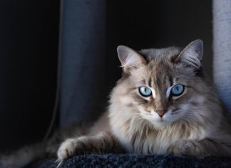 ترى مالا نرى وتسمع مالا نسمع.. ما سر غموض القطط؟ ترى مالا نرى وتسمع مالا نسمع.. ما سر غموض القطط؟