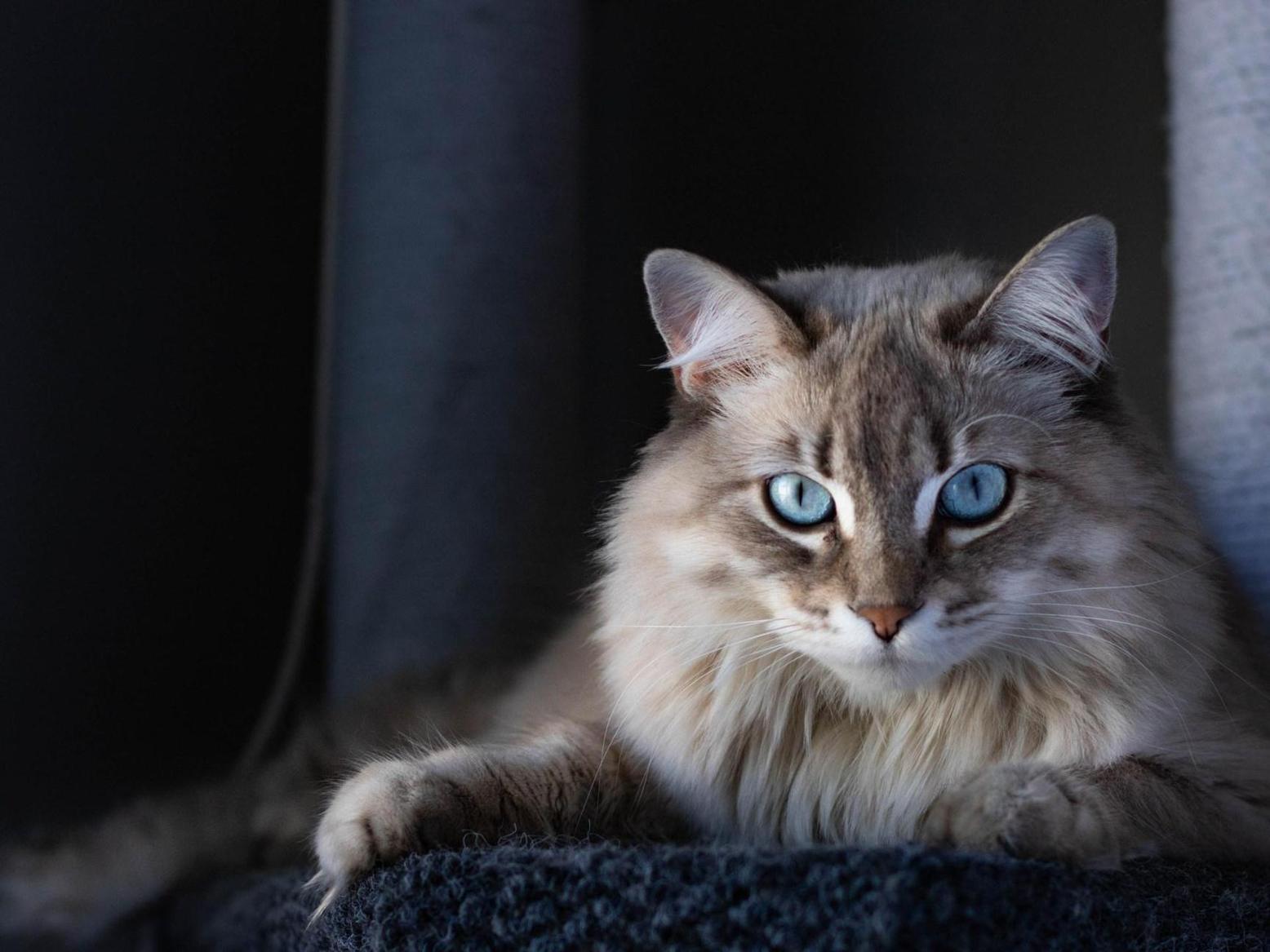 ترى مالا نرى وتسمع مالا نسمع.. ما سر غموض القطط؟ ترى مالا نرى وتسمع مالا نسمع.. ما سر غموض القطط؟