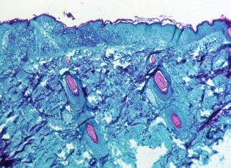 علماء يرون الأجسام الخفية باستخدام الذكاء الاصطناعي علماء يرون الأجسام الخفية باستخدام الذكاء الاصطناعي