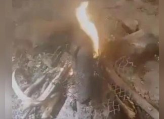 سكان الفاشر يأكلون جلود الحيوانات بسبب نقص الغذاء سكان الفاشر يأكلون جلود الحيوانات بسبب نقص الغذاء