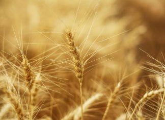 اكتشاف “جين خفي” يضاعف إنتاج القمح 3 مرات اكتشاف "جين خفي" يضاعف إنتاج القمح 3 مرات