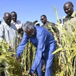 القضارف تبدأ حصاد السمسم وتوقعات بزيادة الإنتاج القضارف تبدأ حصاد السمسم وتوقعات بزيادة الإنتاج