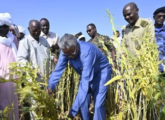 القضارف تبدأ حصاد السمسم وتوقعات بزيادة الإنتاج القضارف تبدأ حصاد السمسم وتوقعات بزيادة الإنتاج