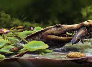 اكتشاف تمساح الوادي: وحش مصري قديم يتفوق على الديناصورات اكتشاف تمساح الوادي: وحش مصري قديم يتفوق على الديناصورات