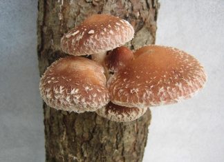 فطر شيتاكيه الآسيوي.. هل يصبح “ذاكرة” حواسيب المستقبل؟ فطر شيتاكيه الآسيوي.. هل يصبح "ذاكرة" حواسيب المستقبل؟