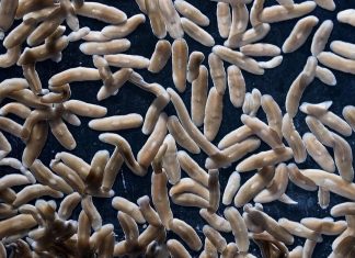 دودة البلاناريا الصغيرة تعيد تعريف الشفاء والتجدد دودة البلاناريا الصغيرة تعيد تعريف الشفاء والتجدد