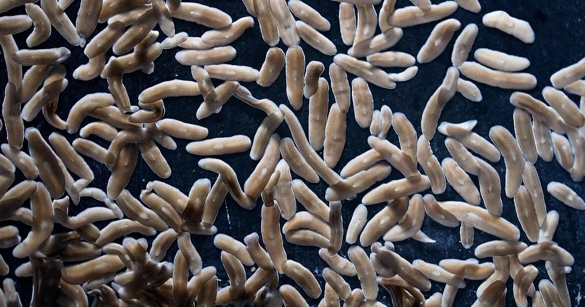 دودة البلاناريا الصغيرة تعيد تعريف الشفاء والتجدد دودة البلاناريا الصغيرة تعيد تعريف الشفاء والتجدد