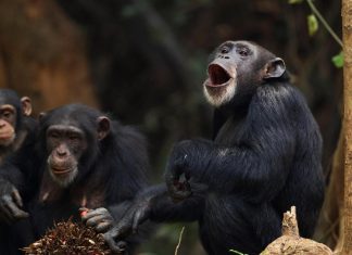 علماء: الشمبانزي يغير رأيه ويفكر بعقلانية علماء: الشمبانزي يغير رأيه ويفكر بعقلانية